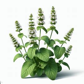 Blätter von Melissa officinalis
